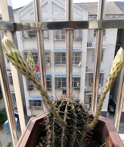 阳台养花首选仙人球，懒人也能养到年年开花 - 图画吧TUHUABA