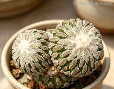 生长十几年才成型，精巧丸仙人球有钱都难淘 - 图画吧TUHUABA
