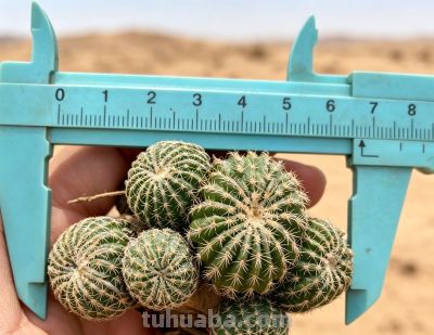 生长十几年才成型，精巧丸仙人球有钱都难淘 - 图画吧TUHUABA