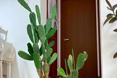 霜降过后，别再给这4种花浇水了，人越勤快，盆栽死得越快 - 今日头条