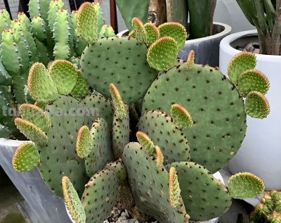霜降过后，别再给这4种花浇水了，人越勤快，盆栽死得越快 - 图画吧TUHUABA
