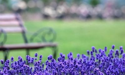 霜降过后，别再给这4种花浇水了，人越勤快，盆栽死得越快 - 图画吧TUHUABA